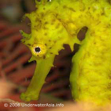 Seahorses
